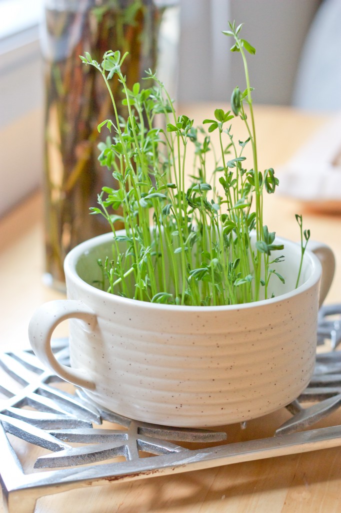 How To Grow Your Own Lentil Sprouts BS In The Kitchen